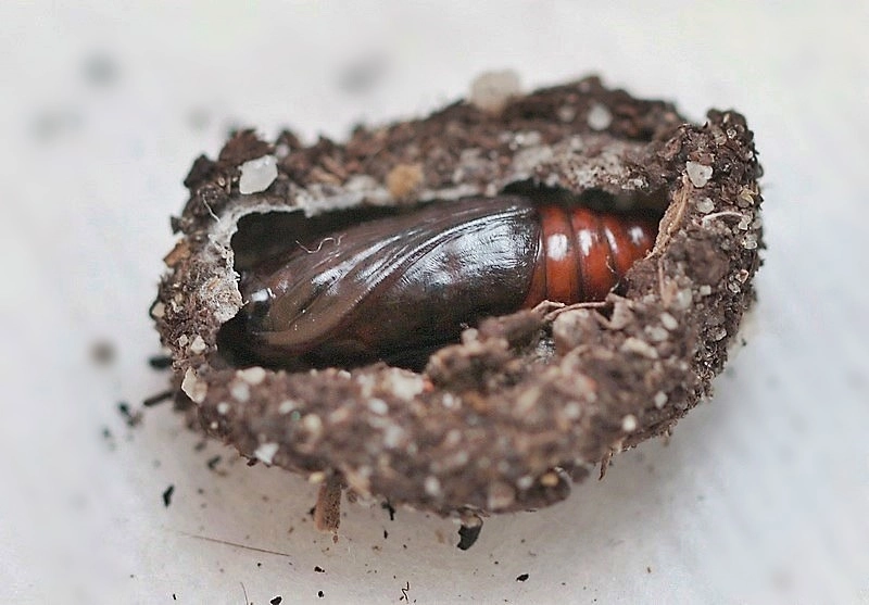 zwartstipvlinder, Maud Maas Geesteranus, 6 9 2023.JPG